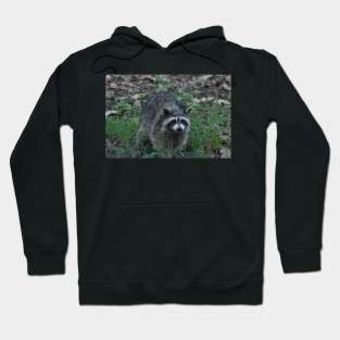 Raccoon Hoodie